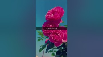 أذكار الصباح والمساء بدون حقوق طبع و نشر #صدقة_عن_كل_نفس_مسلمة ولي