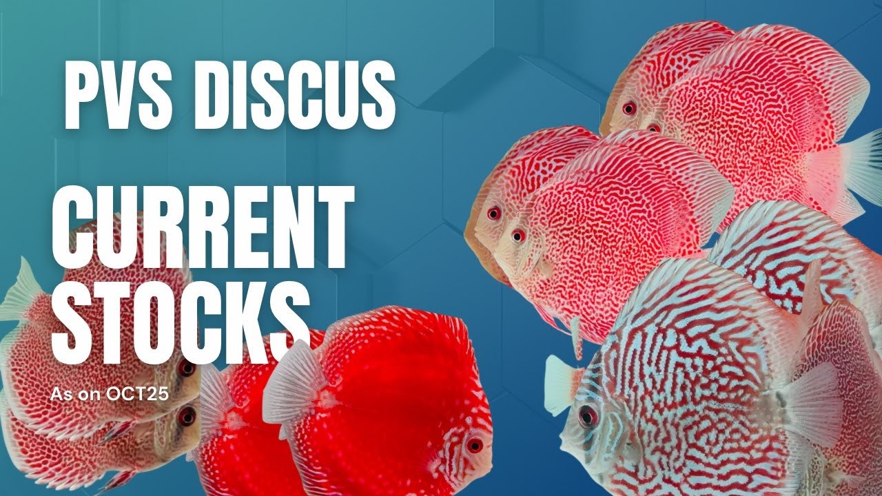 Imported discus , discus fish for sale , current stocks #discusfish #discus 