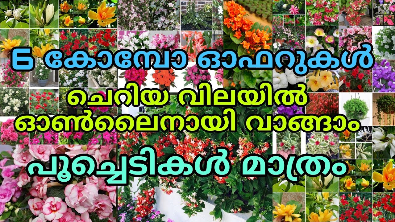 🔥🌺🥰ഇഷ്ടം പോലെ പൂച്ചെടികൾ കോമ്പോ ഓഫറായി വാങ്ങിയാലോ #reels #garden #gardening #home 