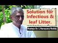 04 Solution for Infectious & leaf Litter |  ಬೂದಿ, ಸೊಂಕು & ಎಲೆಚು ರೋಗಕ್ಕೆ ಪರಿಹಾರ || L. Narayana Reddy.