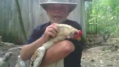 WikiAnswers - Are Roosters Dangerous And How Do You Control A Rowdy Rooster