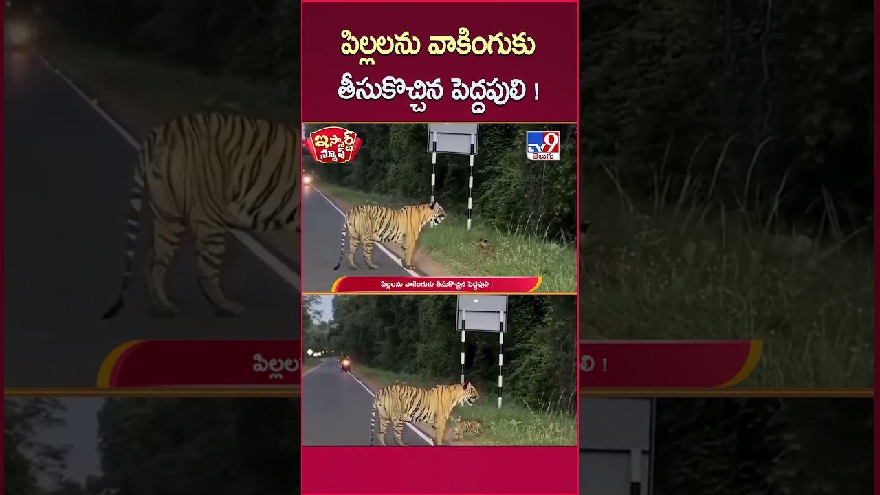 iSmart News : పిల్లలను వాకింగుకు తీసుకొచ్చిన పెద్దపులి ! | Tiger - TV9