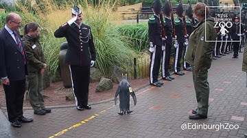Sir Nils Olav promoted to Brigadier by Norwegian King