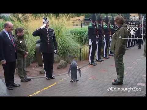 受賞するペンギン  