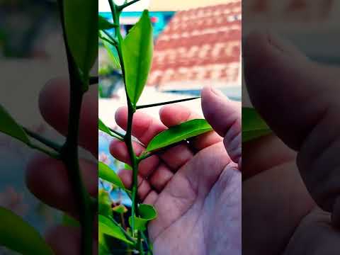 Video: Citrus Fruit Thorns - Razones para las espinas en un árbol de cítricos