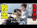強制執行で家から退去!残されたラフコリー犬を救え!【犬猫保護活動】:801