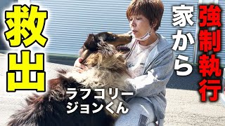 強制執行で家から退去残されたラフコリー犬を救え【犬猫保護活動】