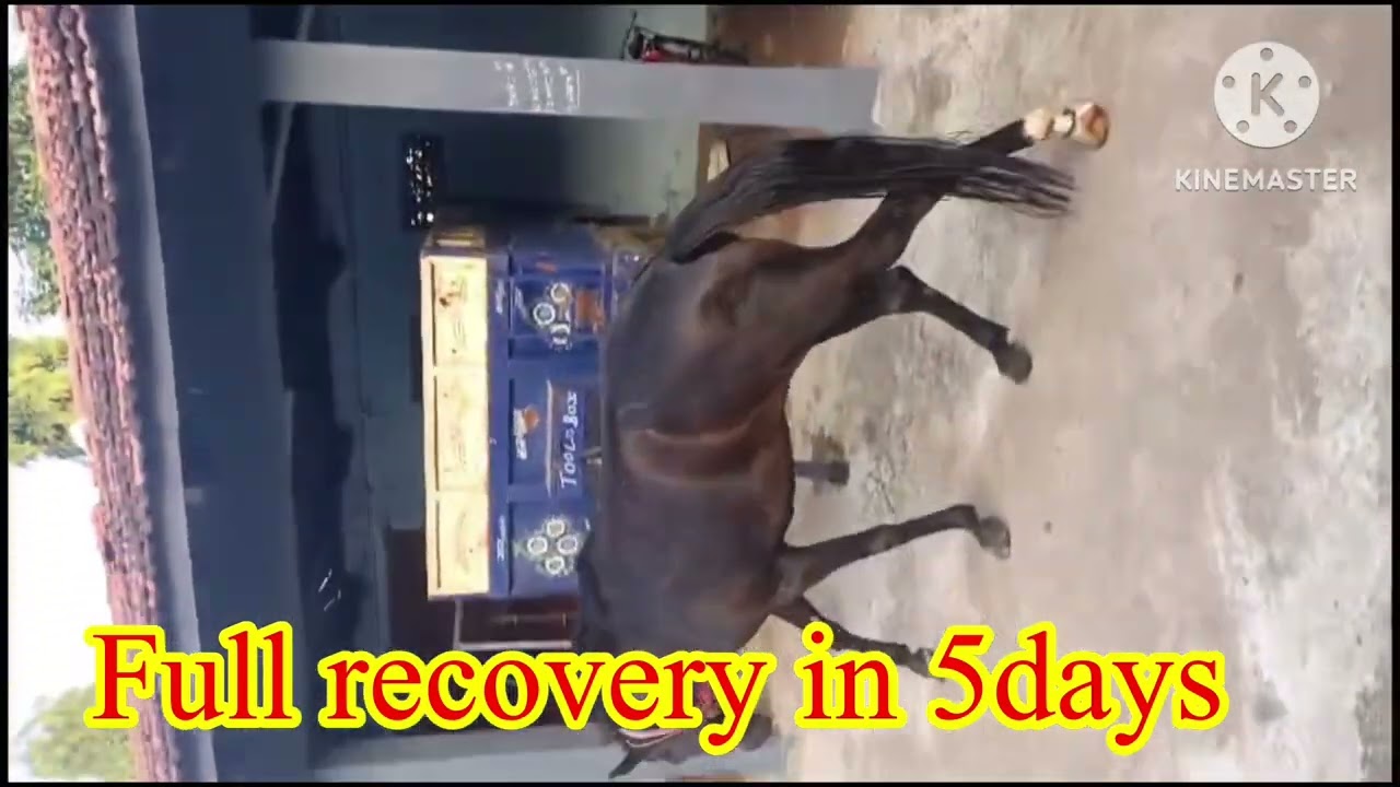 Horse Lamness Hind leg limping treatment make Recovery in 5days