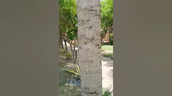 sukkur IBA university