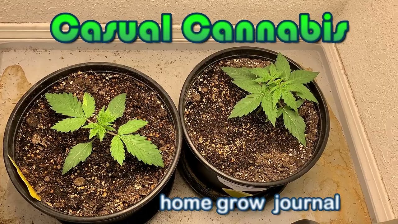 Casual Cannabis Grow 33: Blue Dream, White Widow Week 3, Haze XL, AK Autoflower Week 12