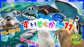 水族館へ行こう11【子供向け 海のいきものアニメ】ジンベエザメ マンタ ペンギン など20種類の人気の海の生き物やお魚さんたちが大集合子供が喜ぶ動く海の生き物図鑑★【海の生き物の知育動画】