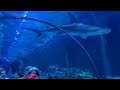Dutch the Great Hammerhead Shark - Shark Encounter at SeaWorld Orlando - March 1, 2023