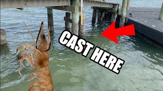 This Is Why You Fish The Heart Of The Dock (Saltwater Fishing With Live Shrimp)