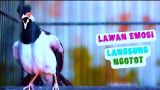 KICAU Jalak Suren Jantan Kesepian memanggil Betina. suara pancingan jalak suren gacor