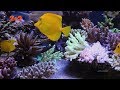 Коралові рифи під загрозою вимирання