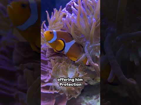 Symbiotic relationship of Clownfish & Anemone