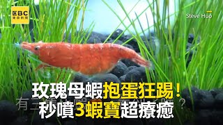 玫瑰母蝦抱蛋狂踢秒噴3蝦寶超療癒@東森新聞CH51 