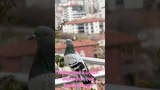 Canlar yeni gurubumuzu ziyaret edin🙏🏻