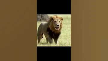 اغنية اليأس 