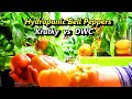 Hydroponic Peppers from Seed to Harvest: Kratky vs. DWC Comparison