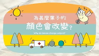 Knowledge Explorer 14 - Why do leaves change colour?