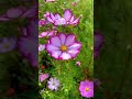 Cosmo📸#love #reels #flowers #flower #flowerstagram #trending #viral #instagram #video #shorts #song