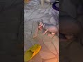#cat #sphynx #cutecats #kitten #веселыекоты #funnycats #cats #funny #animals #животные #cute