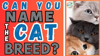 Guess the Cat Breed | Cat Breed Quiz | Cat Breed Guessing Game screenshot 5