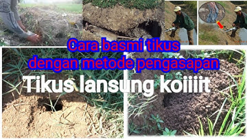 Cara membasmi dan mengendalikan tikus dengan metode Pengasapan Hama Tikus Padi