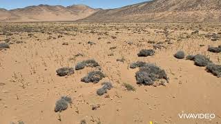 Desierto Florido 2021, Atacama, Chile 🇨🇱 Caldera, de las áridas dunas a un vergel multicolor🌵🌸🌼