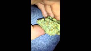 4000 Watt Blue Dream Grow Final Harvest Results