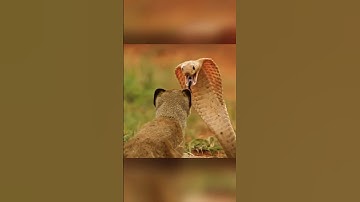 How does a Mongoose pay ground Squirrels for Housing? 🐿️❤️#youtubeshorts #shorts