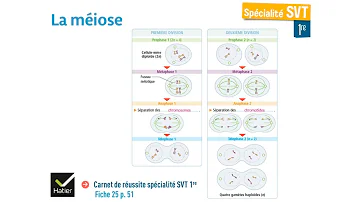 Quelle est la première phase de la méiose permettant la formation des gamètes haploïdes à partir des cellules diploïdes ?