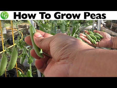 Video: Pea 'Thomas Laxton' Plantas: cultivo de guisantes Thomas Laxton en el jardín