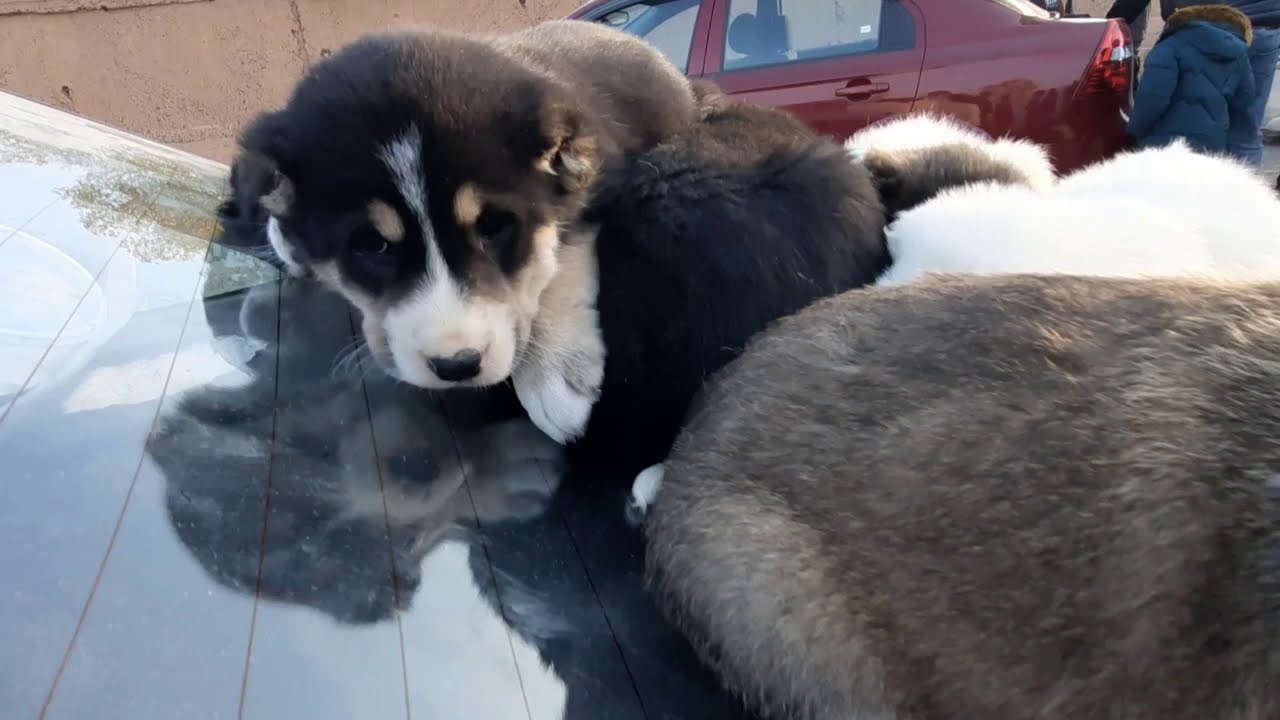 BESH BOLA IT BOZORI 🐕‍🦺