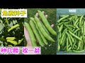 【种蚕豆】掐尖是关键, 黑蚜虫怎么办？什么时候种? 温度/授粉, 免费种子哪里买 Growing fava bean properly