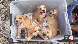 Watchful neighbor alerts Jefferson County Sheriff’s Office to wagon full of abandoned puppies