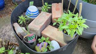 ชมผักสมุนไพร🌱 ที่คนไทยขาดไม่ได้/ ปลูกผักไทยในอังกฤษ/Growing Thai herbs in England.