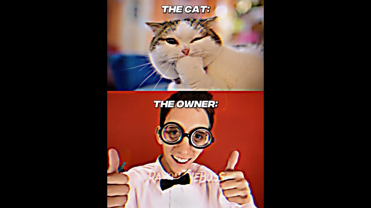 The owner cat edition