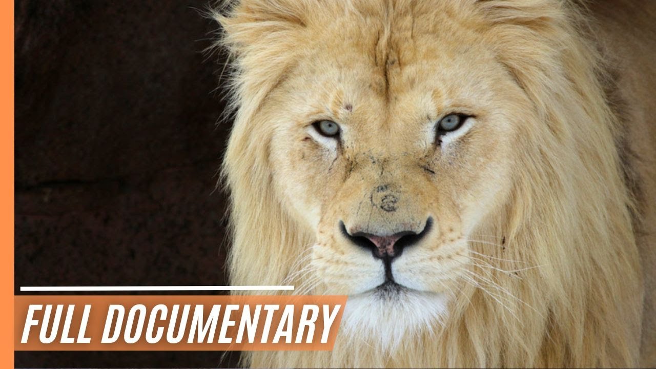 ⁣White Lions - Fight for Survival | Full Episode