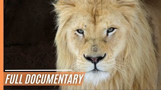 White Lions  Fight for Survival | Full Documentary