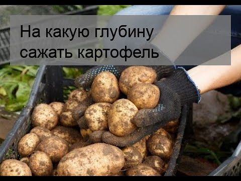 На какую глубину сажать картофель