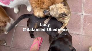 Lucy the adorable brindle Chihuahua playing and socializing @ Balanced Obedience dog training, Oahu