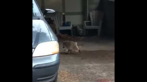 test because some idiot kid put dislike bots on me a while ago