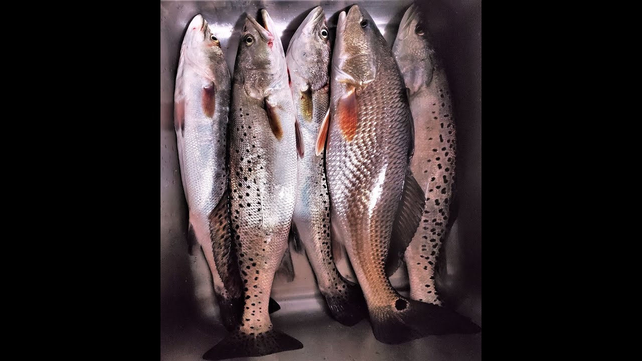 Fishing the Elizabeth River in Chesapeake, VA YouTube