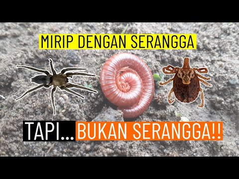 Video: Yang memiliki antena laba-laba atau serangga?