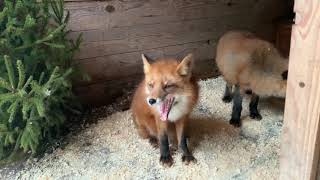 Foxes, wolf, bears and the secret of the wanished eagle-owl