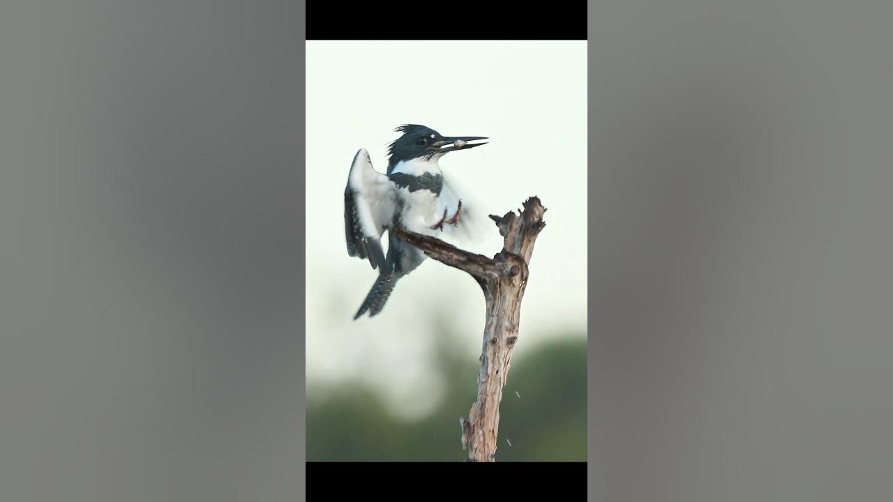 Belted Kingfisher - Sound, Call, Song, Voice, And Other Noises Made By The  Bird 