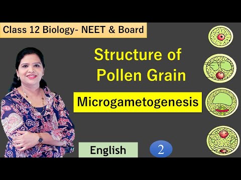 فيديو: هل التكوّن المجهري هو microsporangium؟