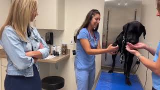 Pre-Class Vet Checks | Southeastern Guide Dogs by Southeastern Guide Dogs 1,159 views 5 months ago 10 minutes, 50 seconds